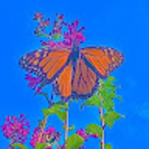 Meet your Posher, Camille